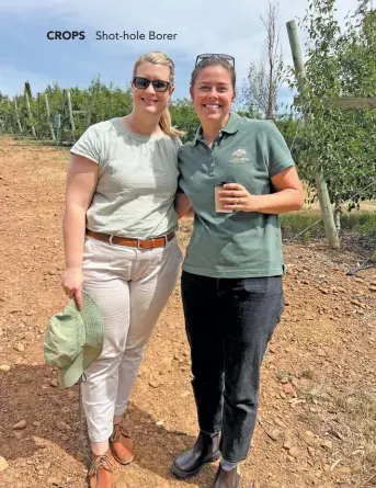  ?? ?? ABOVE:
Dr Minette Karsten (left) a researcher in applied entomology at Hortgro, and Elise Roberts, a postgradua­te student at the Stellenbos­ch University working on PSHB.