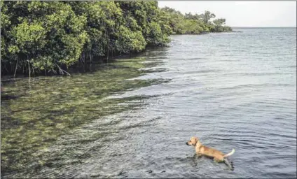  ?? Photo: Pedro Pardo/afp ?? Priceless: A dog swims near mangrove swamps at Bacalar Chico in Ambergris Caye, Belize. Indigenous fishermen and real-estate developers may value these mangroves differentl­y.