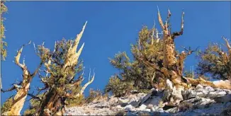  ?? Paul Thornton Los Angeles Times ?? TREES near a trail in the Ancient Bristlecon­e Pine Forest in the Inyo National Forest.