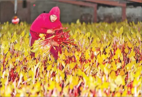  ?? OLI SCARFF/AFP ?? Farm worker Marek Vojteck harvests forced rhubarb by candleligh­t on Robert Tomlinson’s farm in Pudsey, near Leeds in northern England on Tuesday.