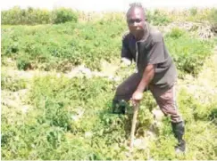  ?? ?? A farmer weeds his farm in Jos