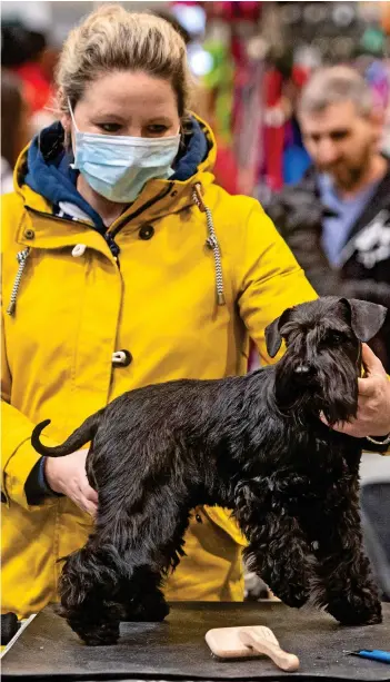 ??  ?? Dogged safety: A woman wears a face mask at Crufts in Birmingham yesterday
