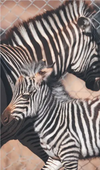  ?? Picture: LIAM KIDSTON ?? The female zebra foal with her mum Angel, at Darling Downs Zoo.