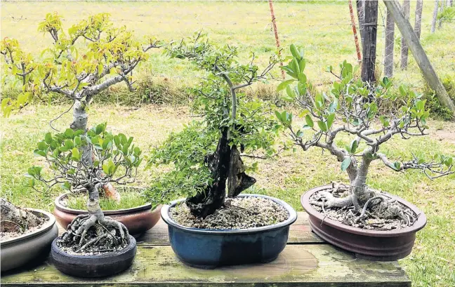  ?? Pictures: RANDELL ROSKRUGE ?? SMALL WONDERS: (Below) Victoria Harrison, a drama teacher at the Helen O’Grady Drama Academy, grows bonsai trees as a hobby from her home.