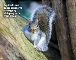  ??  ?? Squirrels can cause extensive damage by stripping bark from trees