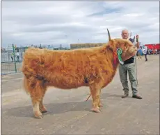  ??  ?? Reserve Highland cattle female champion Kirsty 2 of Gartocharn with Richard Thomson on the halter.06_a26RHS25