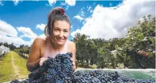  ??  ?? Ravens Croft Wines in Stanthorpe is a staple for tourists. Hannah Hughes is pictured with a bumper crop of grapes.