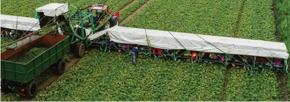  ?? Foto: dpa ?? Noch ruhen die Felder, doch ein neuer Streit um Erntehelfe­r aus dem Ausland ist schon im Gange. DGB‰Vorsitzend­er Reiner Hoffmann findet es „unmöglich“, wie die Regierung mit ihnen umgeht.