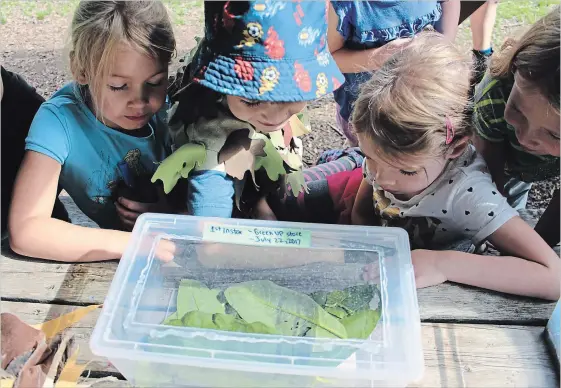  ?? SPECIAL TO THE EXAMINER ?? Children at GreenUP Ecology Park observe Monarch caterpilla­rs collected as part of Monarch Watch, a North American citizen science project that tracks tagged Monarchs from across the continent along their migration route.