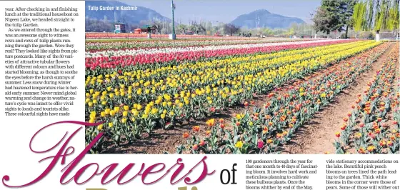  ??  ?? Tulip Garden in Kashmir