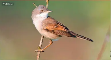  ??  ?? Whitethroa­t