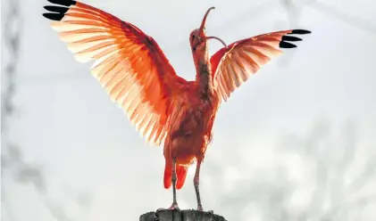  ?? Picture: AFP ?? A scarlet ibis stretches its wings in its enclosure at the zoo park in Lille, northern France, on Monday.