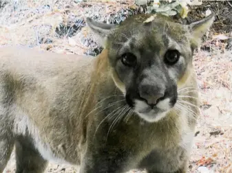  ?? Courtesy Cece Case ?? While working at a desk at her home in the Mendocino County town of Gualala, Cece Case heard a noise, turned and found this mountain lion staring at her through the window.