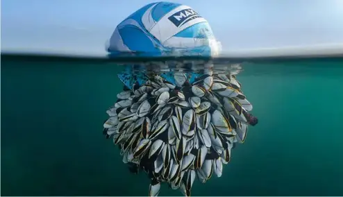  ?? ?? "Vagabond océanique" : Vainqueur général - British Wildlife Photograph­er de l'année