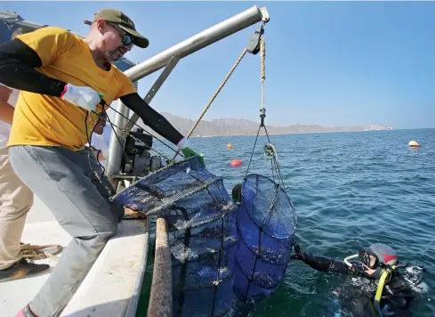  ?? PHOTOS BY AP ?? A lantern net with oysters is pulled from the water in Dibba, United Arab Emirates.