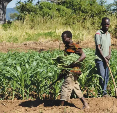  ??  ?? In Malawi, Conservati­on Agricultur­e has become quite popular. It is based on building and storage of soil organic matter by minimum mechanical soil disturbanc­e and no tillage