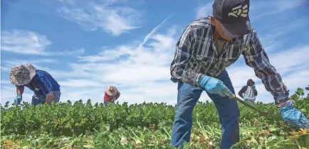  ?? NICK OZA/THE REPUBLIC ?? Migrant farm workers pick celery in Yuma, Ariz. Many immigrants harvest crops, work in meat processing plants and fill other essential jobs during the COVID-19 pandemic.