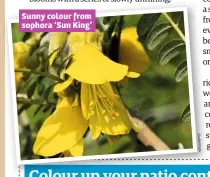  ??  ?? Sunny colour from sophora ‘Sun King’