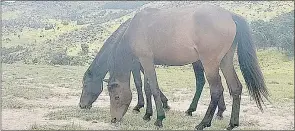  ?? (Pics: Nkosingiph­ile Myeni) ?? A horse can go for E70 000 each in Mbabane.