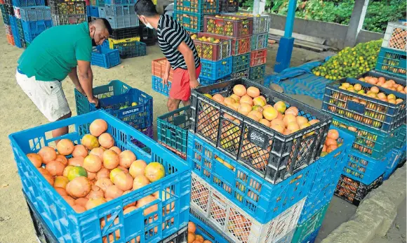  ??  ?? Por el ciento de mandarinas se paga entre $2,00 y $2,30, según se indicó.