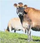  ?? Photo / Warren Buckland ?? The NZRLC plans to buy up rural land across the agricultur­al sector, initially focusing on highly indebted dairy properties.