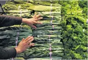  ??  ?? Produce manager Rafael Cisneros restocks greens at the store, which has about 2,200 customers daily.