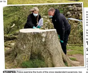  ?? ?? STUMPED: Police examine the trunk of the once resplenden­t sycamore, top