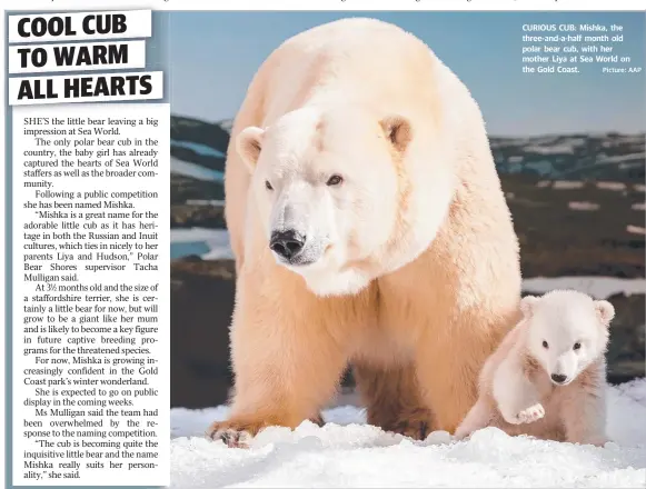  ?? CURIOUS CUB: Mishka, the three- and- a- half month old polar bear cub, with her mother Liya at Sea World on the Gold Coast. Picture: AAP ??