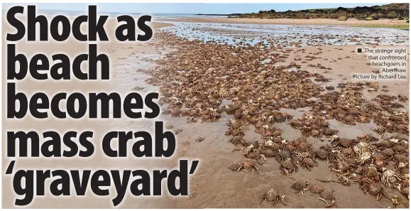  ?? ?? ■ The strange sight that confronted beachgoers in Aberffraw Picture by Richard Lee