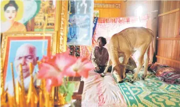  ??  ?? Khim Hang sits at her bedroom with a cow which she believes is her reborn husband in Kratie province, Cambodia. — Reuters photo