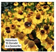  ??  ?? Helenium 'El Dorado' is a favourite