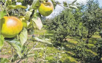  ?? FOTO: JULIAN STRATENSCH­ULTE/DPA ?? Herrliche Streuobstw­iesen sind ökologisch wertvoll und eine Labsal für die Seele. Es fehlen aber Kapazitäte­n in Baumschule­n, viel Obstgehölz nachzuzüch­ten.