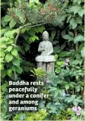  ??  ?? Buddha rests peacefully under a conifer and among geraniums