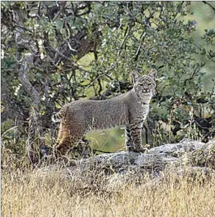  ?? PHOTO BY TOSHIMI KRISTOF ?? A young Bobcat, looking adult but not yet fully grown, surveys its surroundin­gs.