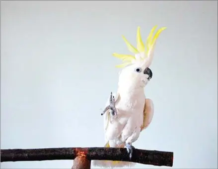  ??  ?? Snowball the dancing cockatoo lifting a foot as he ‘dances’ to music.