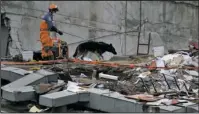  ?? The Associated Press ?? SEARCH: A handler and his rescue dog look for victims at the site of a quake-collapsed seven-story building Friday in Mexico City's Roma Norte neighborho­od. Mexican officials are promising to keep up the search for survivors as rescue operations...