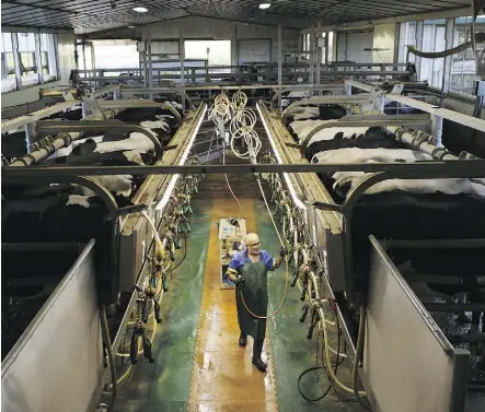  ?? COLE BURSTON/GETTY IMAGES ?? An employee prepares cows for milking in Caledon, Ont. Some experts say the U.S. erects the same trade barriers to protect its dairy industry as those it constantly blasts Canada for imposing.