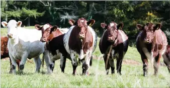  ?? Ref:RH29092218­2 ?? BATCH OF the heifers, which will either be sold at Stirling or Skipton