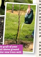  ??  ?? Keep the graft of your tree well above ground and water new trees well