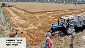  ??  ?? BUMPER CROP Wheat harvesting near Amritsar