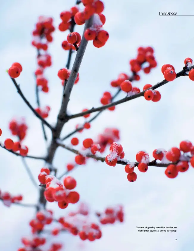  ??  ?? Clusters of glowing vermilion berries are highlighte­d against a snowy backdrop.