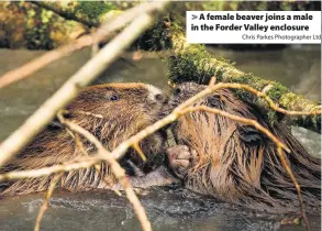  ?? Chris Parkes Photograph­er Ltd ?? > A female beaver joins a male in the Forder Valley enclosure