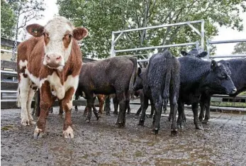  ?? PHOTO: FILE ?? BEEF RESEARCH: The State Government has given $700,000 for independen­t beef supply chain studies.