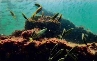  ??  ?? BELOW: The scuttled ship, forming an artificial reef, remains a popular diving site.