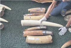 ?? AFP ?? Vietnamese customs officials say they seized 835 individual tusks from a northern port in Vietnam on Thursday.