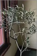  ??  ?? Hardy olive trees grow well as houseplant­s.