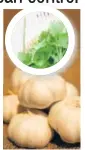  ??  ?? Making juice out of coriander and mint with garlic can help avoid unnecessar­y blood clots