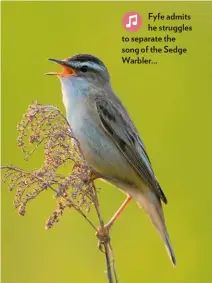  ??  ?? Fyfe admits he struggles to separate the song of the Sedge Warbler...