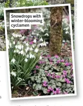  ??  ?? Snowdrops with winter-blooming cyclamen