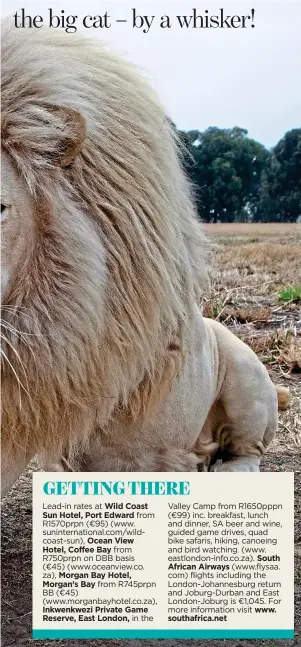  ??  ?? THE MANE MAN: A white lion keeps a lookout